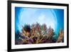 Corals in the Tropical Sea. Indonesia-Dudarev Mikhail-Framed Photographic Print