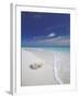 Corals on White Sandy Beach, Maldives, Indian Ocean, Asia-null-Framed Photographic Print