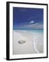 Corals on White Sandy Beach, Maldives, Indian Ocean, Asia-null-Framed Photographic Print
