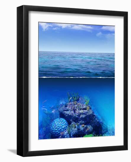 Corals-Rudall30-Framed Photographic Print