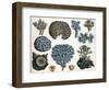 Corals-Science Source-Framed Premium Giclee Print