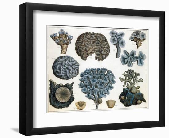 Corals-Science Source-Framed Premium Giclee Print