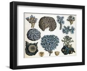 Corals-Science Source-Framed Premium Giclee Print