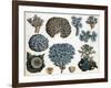 Corals-Science Source-Framed Giclee Print