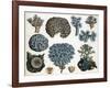 Corals-Science Source-Framed Giclee Print