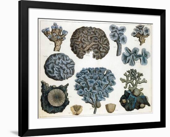 Corals-Science Source-Framed Giclee Print