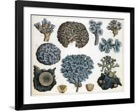 Corals-Science Source-Framed Giclee Print