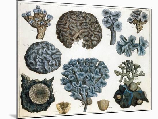 Corals-Science Source-Mounted Giclee Print