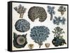 Corals-Science Source-Framed Stretched Canvas