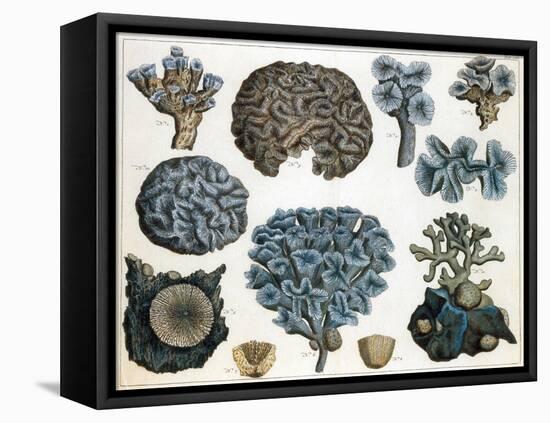 Corals-Science Source-Framed Stretched Canvas