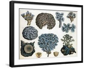 Corals-Science Source-Framed Giclee Print