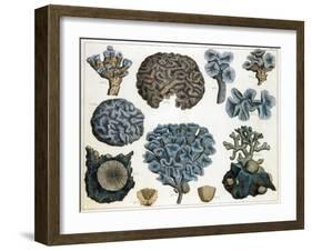 Corals-Science Source-Framed Giclee Print