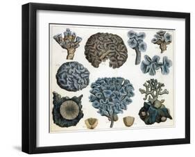 Corals-Science Source-Framed Giclee Print