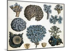 Corals-Science Source-Mounted Giclee Print