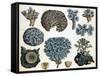 Corals-Science Source-Framed Stretched Canvas