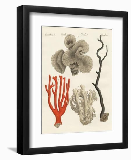 Corals-null-Framed Premium Giclee Print