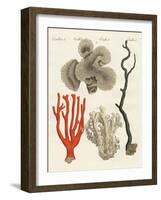 Corals-null-Framed Giclee Print