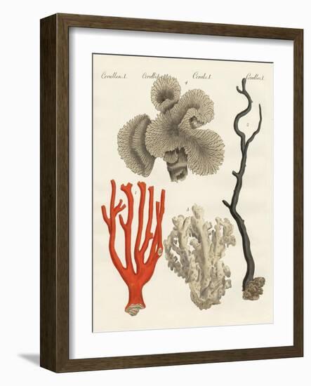 Corals-null-Framed Giclee Print