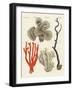 Corals-null-Framed Giclee Print