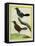 Coraya Wren and Black-Throated Antbird-Georges-Louis Buffon-Framed Stretched Canvas