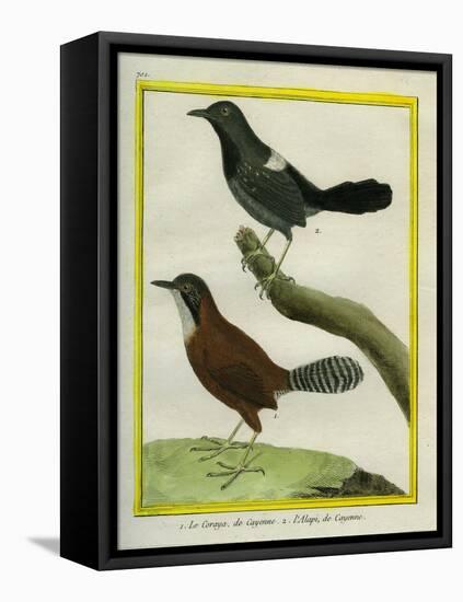Coraya Wren and Black-Throated Antbird-Georges-Louis Buffon-Framed Stretched Canvas