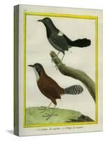 Coraya Wren and Black-Throated Antbird-Georges-Louis Buffon-Stretched Canvas