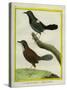 Coraya Wren and Black-Throated Antbird-Georges-Louis Buffon-Stretched Canvas