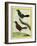 Coraya Wren and Black-Throated Antbird-Georges-Louis Buffon-Framed Giclee Print