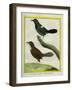 Coraya Wren and Black-Throated Antbird-Georges-Louis Buffon-Framed Giclee Print