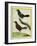 Coraya Wren and Black-Throated Antbird-Georges-Louis Buffon-Framed Giclee Print