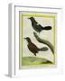 Coraya Wren and Black-Throated Antbird-Georges-Louis Buffon-Framed Giclee Print
