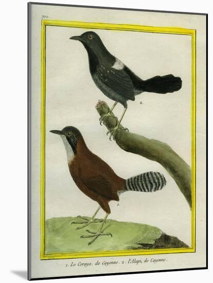 Coraya Wren and Black-Throated Antbird-Georges-Louis Buffon-Mounted Giclee Print