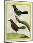 Coraya Wren and Black-Throated Antbird-Georges-Louis Buffon-Mounted Giclee Print