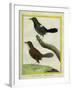 Coraya Wren and Black-Throated Antbird-Georges-Louis Buffon-Framed Giclee Print