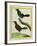 Coraya Wren and Black-Throated Antbird-Georges-Louis Buffon-Framed Giclee Print