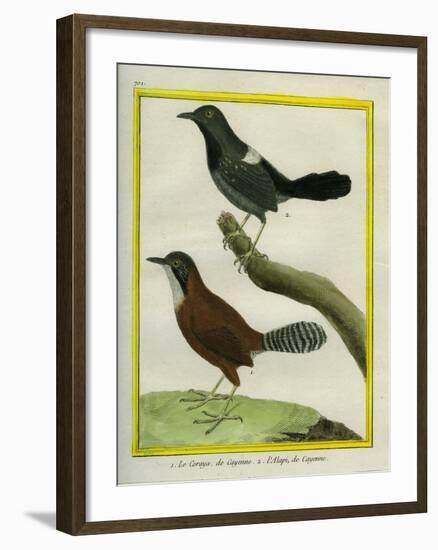 Coraya Wren and Black-Throated Antbird-Georges-Louis Buffon-Framed Giclee Print