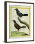 Coraya Wren and Black-Throated Antbird-Georges-Louis Buffon-Framed Giclee Print