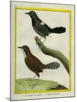 Coraya Wren and Black-Throated Antbird-Georges-Louis Buffon-Mounted Giclee Print