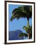 Corcovado and Christ statue viewed through the palm trees of the Botanical Garden, Zona Sul, Rio de-Karol Kozlowski-Framed Photographic Print