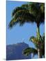 Corcovado and Christ statue viewed through the palm trees of the Botanical Garden, Zona Sul, Rio de-Karol Kozlowski-Mounted Photographic Print