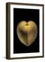 Corculum Cardissa-Paul Starosta-Framed Photographic Print