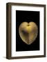 Corculum Cardissa-Paul Starosta-Framed Photographic Print