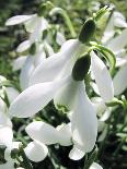 Snowdrop (Galanthus Nivalis) Flowers-Cordelia Molloy-Framed Photographic Print