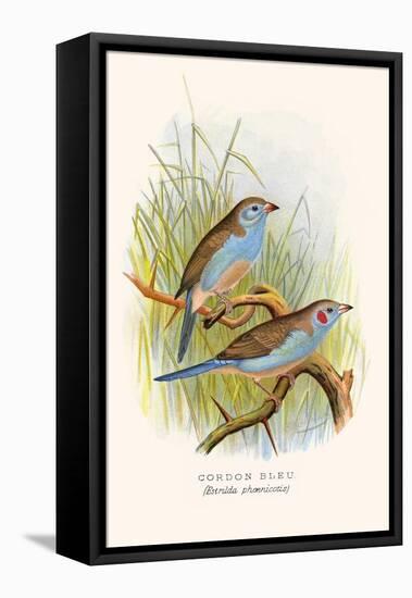 Cordon Bleu or Crimson Eared Waxbill-F.w. Frohawk-Framed Stretched Canvas