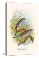 Cordon Bleu or Crimson Eared Waxbill-F.w. Frohawk-Stretched Canvas