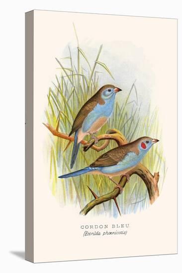 Cordon Bleu or Crimson Eared Waxbill-F.w. Frohawk-Stretched Canvas