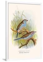 Cordon Bleu or Crimson Eared Waxbill-F.w. Frohawk-Framed Art Print