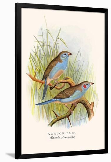 Cordon Bleu or Crimson Eared Waxbill-F.w. Frohawk-Framed Art Print