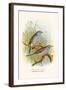 Cordon Bleu or Crimson Eared Waxbill-F.w. Frohawk-Framed Art Print