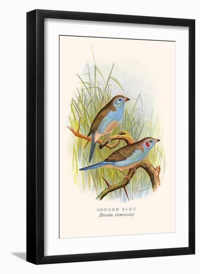 Cordon Bleu or Crimson Eared Waxbill-F.w. Frohawk-Framed Art Print